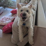 Un West Highland Doxie allongé sur un coussin dans un canapé et portant un collier au cou