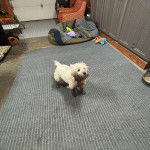 Un West Highland Doxie marchant sur un tapis