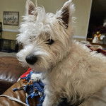 Un West Highland Doxie assis dans un canapé et regardant vers la caméra