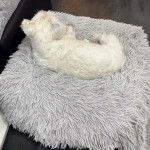 Un West Highland Doxie allongé sur un petit lit et semblant dormir