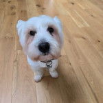 Un West Highland Doxie assis sur un parquet portant un collier au cou et regardant vers la caméra