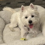 Un West Highland Doxie allongé dans un panier portant un collier et tirant la langue