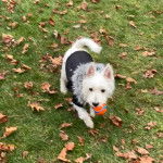 Un West Highland Doxie marchant sur un terrain herbeux et ayant une balle dans sa gueule