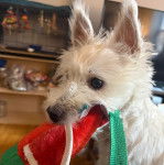 Un West Highland Doxie ayant un sac dans sa gueule