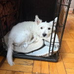 Un West Highland Doxie allongé dans une cage et regardant vers la caméra
