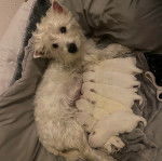 Une femelle West Highland Doxie allongé dans un canapé et allaitant ses petits