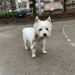 Un West Highland Doxie sur une surface bétonnée et regardant vers la caméra  