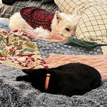 Un West Highland Doxie allongé sur un lit non loin d'un chat et portant un manteau pour chien