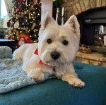 Un West Highland Doxie allongé sur un lit portant un collier au cou et regardant vers la caméra