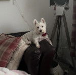 Un West Highland Doxie allongé sur l'accoudoir d'un canapé et portant un collier au cou 