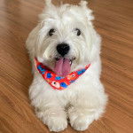 Un West Highland Doxie allongé sur un parquet portant un foulard au cou et tirant la langue