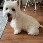 Un West Highland Doxie assis sur un parquet tirant la langue et regardant vers la caméra