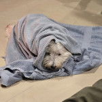 Un West Highland Doxie allongé sur un sol carrelé et recouvert d'une serviette