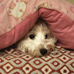 Un West Highland Doxie allongé sous un coussin et regardant vers la caméra