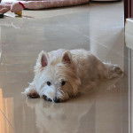 Un West Highland Doxie allongé sur un sol carrelé et regardant vers la caméra