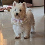 Un West Highland Doxie sur un sol carrelé et ayant un bavoir pour chien au cou