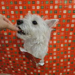 Un West Highland Doxie se faisant nourrir par une personne