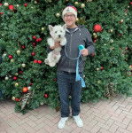 Un West Highland Doxie tenu dans les bras d'un monsieur