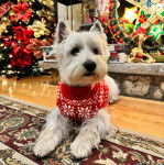 Un West Highland Doxie allongé sur un parquet et portant un manteau pour chien