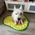 Un West Highland Doxie assis et tirant légèrement la langue