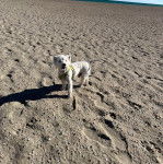 Un West Highland Doxie sur une surface sableuse et portant un harnais