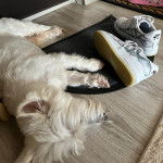 Un West Highland Doxie allongé sur un parquet et semblant dormir