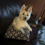 Un West Highland Doxie allongé sur un coussin et regardant vers la caméra
