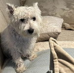 Un West Highland Doxie allongé dans un canapé et regardant vers la caméra