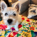 Un West Highland Doxie assis et regardant vers la caméra