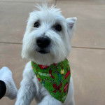 Un West Highland Doxie portant un bavoir autour du cou et regardant vers la caméra