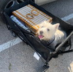 Un West Highland Doxie assis dans un caddie de course et portant un bavoir 