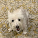 Un West Highland Doxie assis sur un tapis et regardant vers la caméra