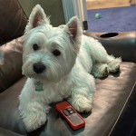 Un West Highland Doxie allongé dans un canapé et portant un collier au cou