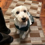 Un West Highland Doxie assis sur un tapis portant un manteau et regardant vers la caméra