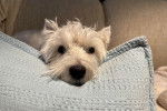 Un West Highland Doxie ayant la tête posée sur un coussin et regardant vers la caméra
