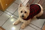Un West Highland Doxie allongé sur un sol carrelé et portant un manteau pour chien