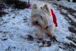 Un West Highland Doxie marchant sur une surface enneigée