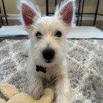 Un West Highland Doxie allongé sur un tapis et portant un collier autour du cou
