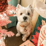 Un West Highland Doxie assis portant un collier au cou et regardant vers la caméra