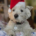 Un West Highland Doxie allongé sur une couverture et portant un collier autour du cou