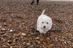 Un West Highland Doxie marchant sur des gravillons et regardant vers la caméra
