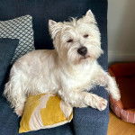 Un West Highland Doxie allongé dans un canapé et regardant la caméra