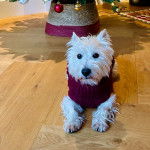 Un West Highland Doxie allongé sur un parquet et portant un manteau pour chien