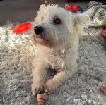 Un West Highland Doxie allongé sur un tapis et portant un collier au cou