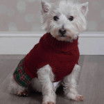 Un West Highland Doxie assis sur un parquet portant un manteau et regardant la caméra