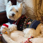 Un West Highland Doxie allongé dans un panier et portant un manteau pour chien