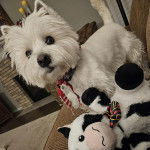 Un West Highland Doxie assis sur une chaise et portant un collier au cou