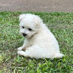 Un West Highland Doxie assis sur un terrain herbeux
