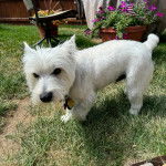 Un West Highland Doxie sur une surface herbeuse et regardant la caméra d'un air énervé