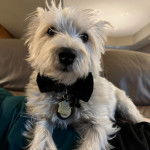 Un West Highland Doxie allongé sur un canapé et portant un noeud autour du cou